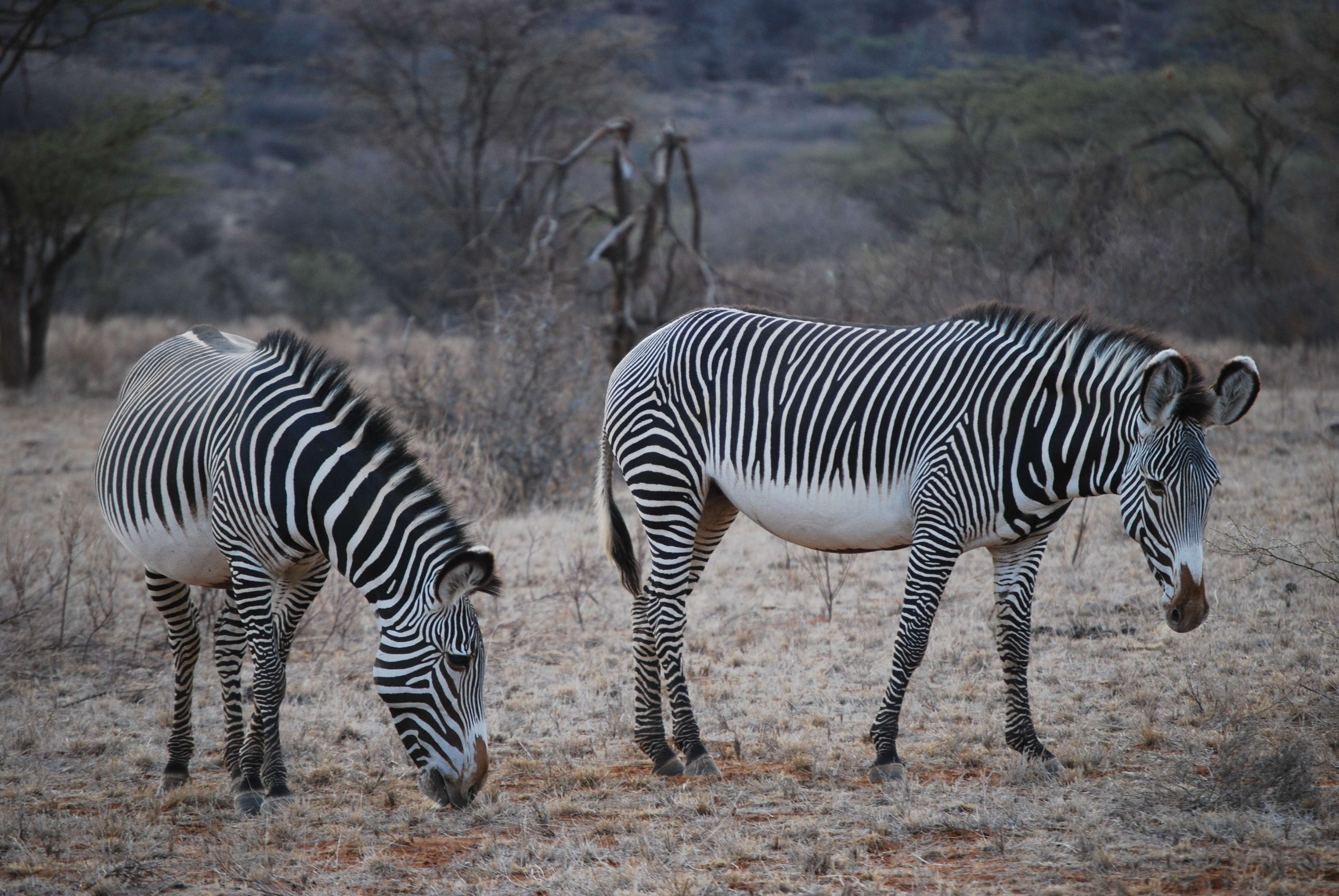 Samburu - Kenia una experiencia inolvidable (4)
